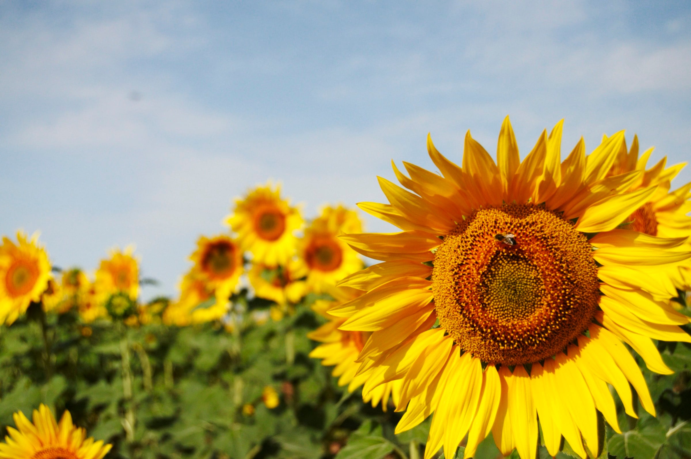 Campos de girasol del entorno de Atienza